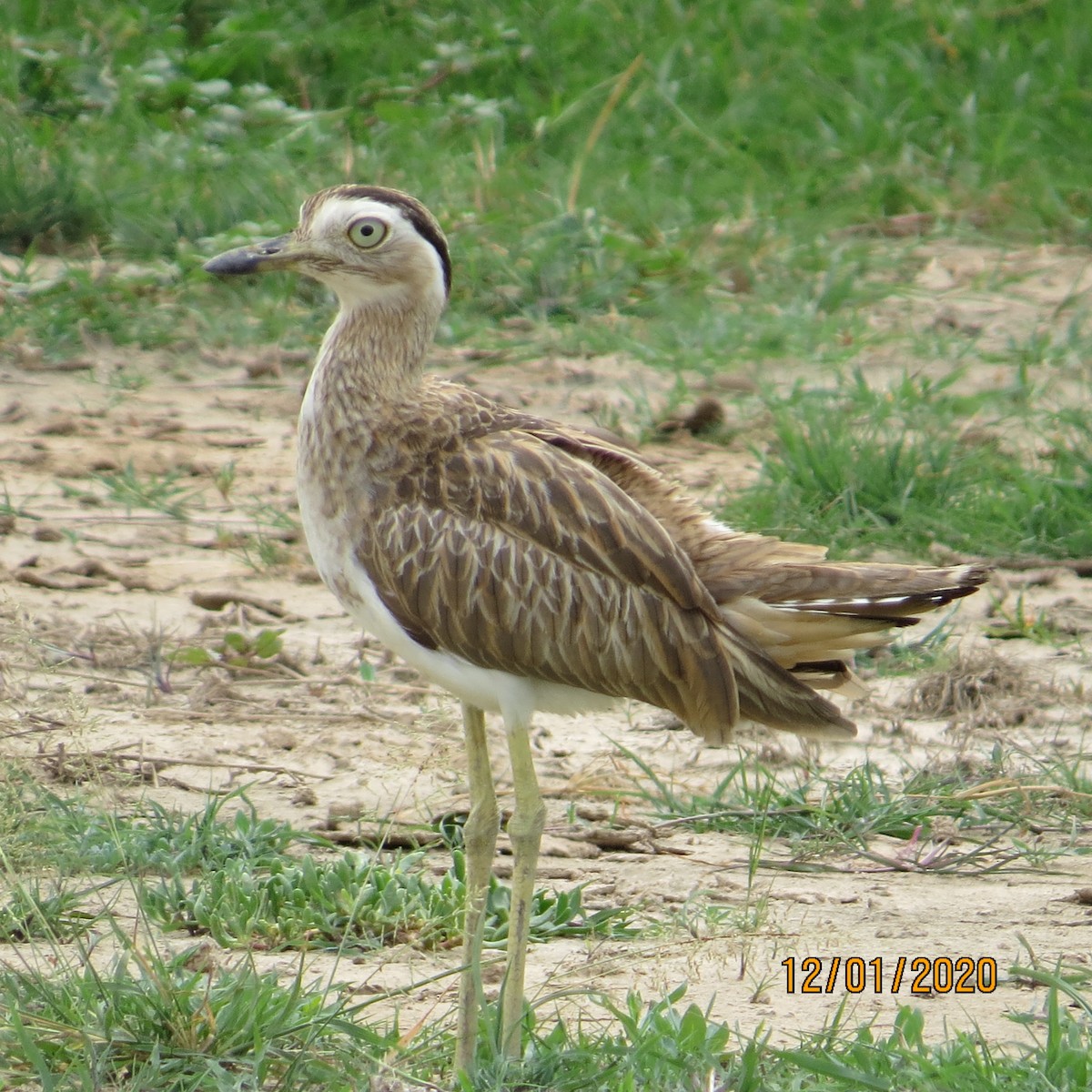 Double-striped Thick-knee - ML284544941