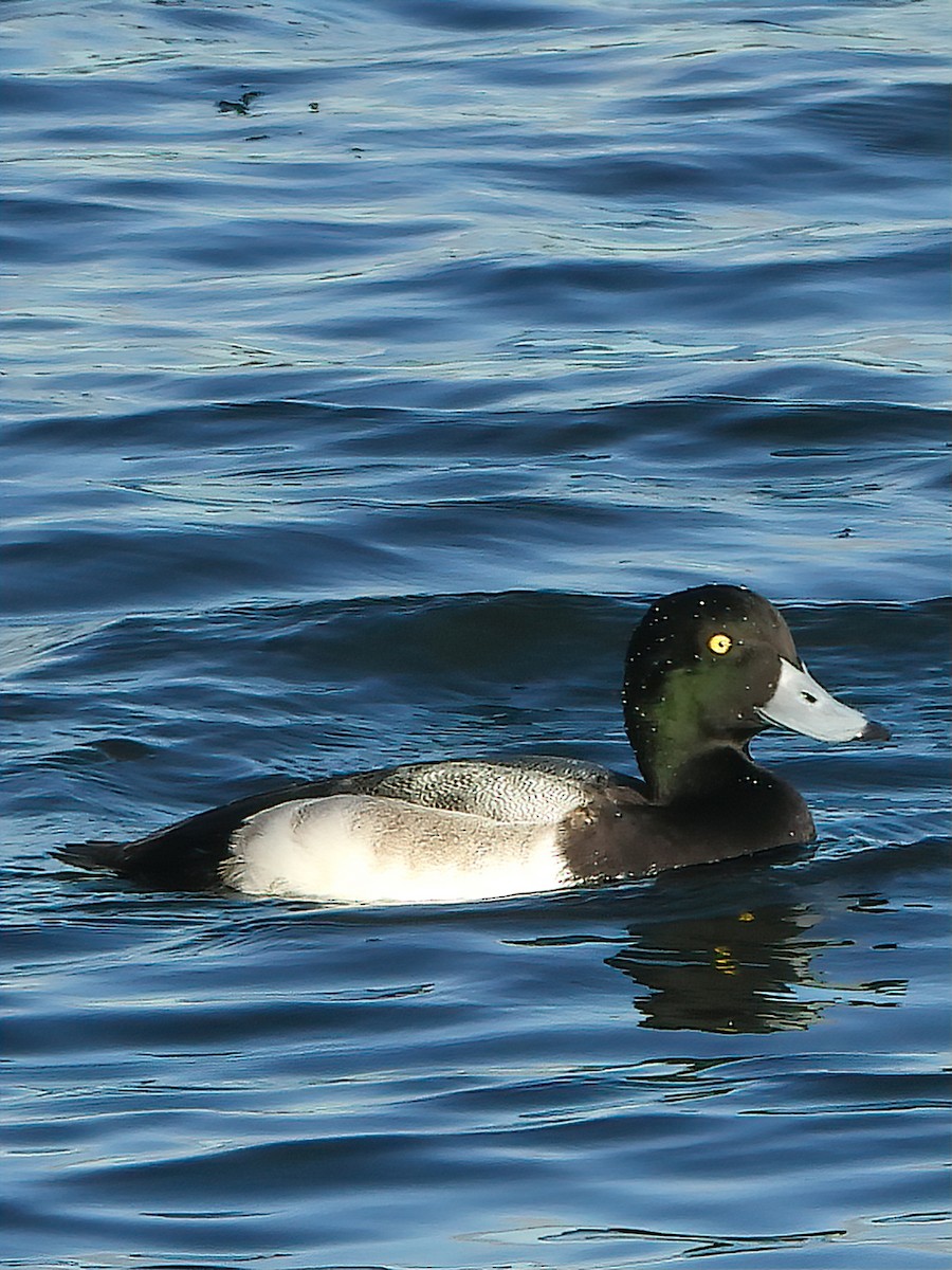Greater Scaup - ML284548631