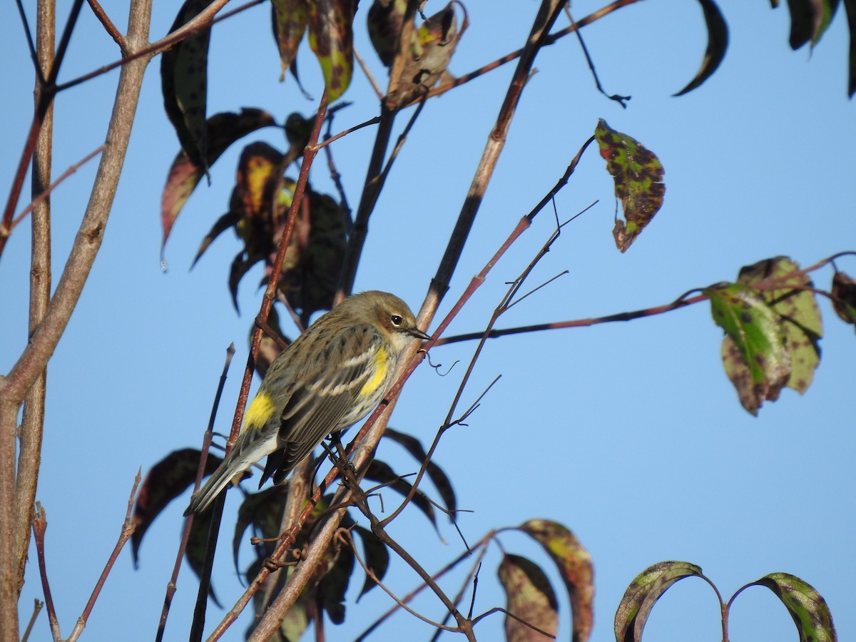 Yellow-rumped Warbler (Myrtle) - ML284549921