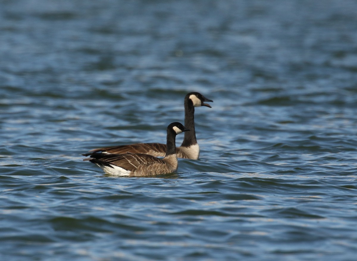 eBird Checklist - 1 Dec 2020 - Cachuma Lake Park - 63 species (+2 other ...