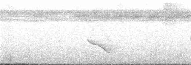 skjeggmaursmett (obscura) - ML284550871