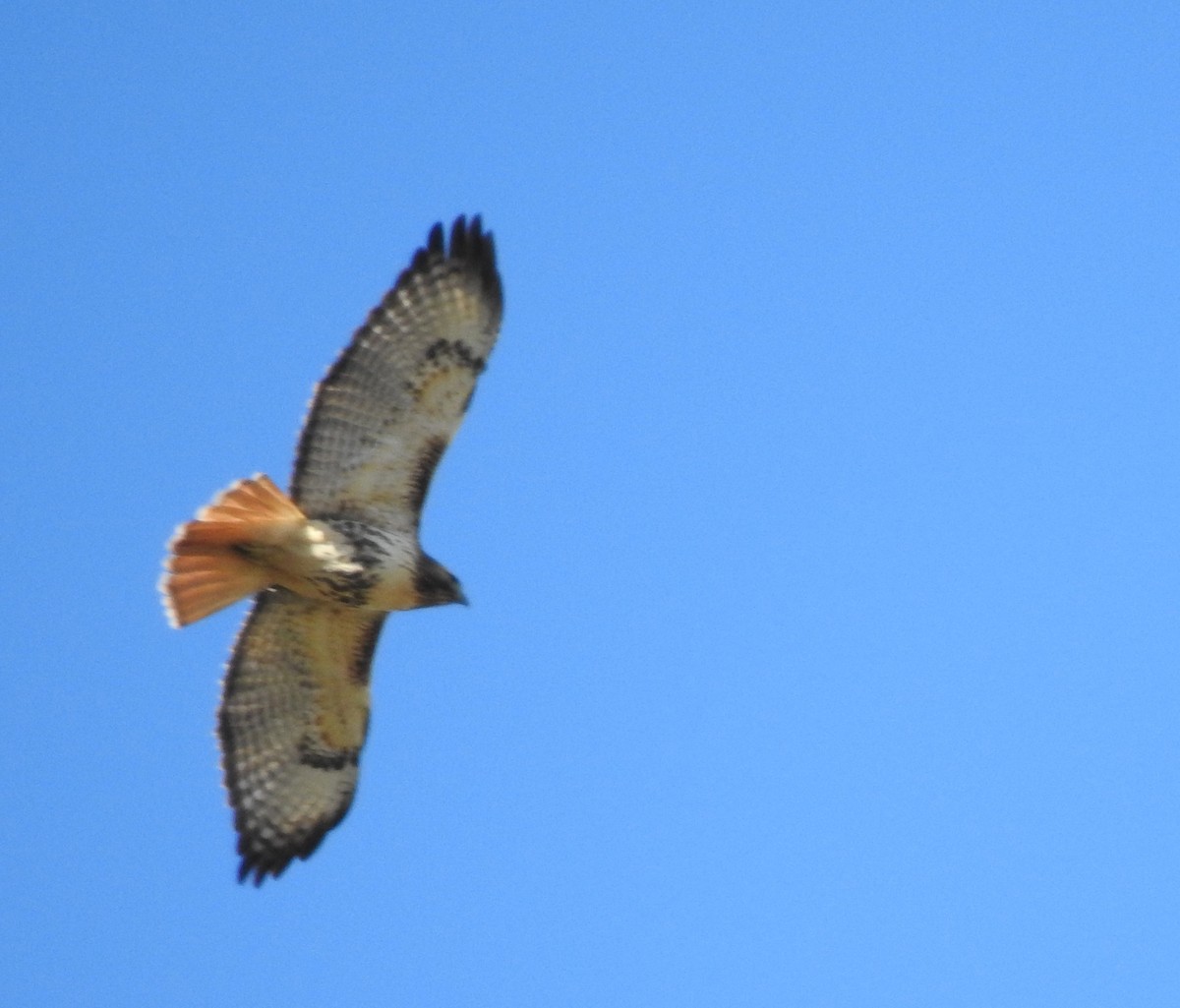 Red-tailed Hawk - ML284553301
