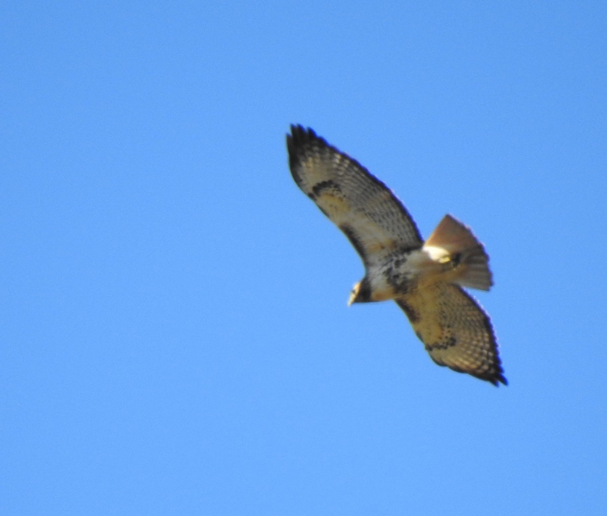 Red-tailed Hawk - ML284553311