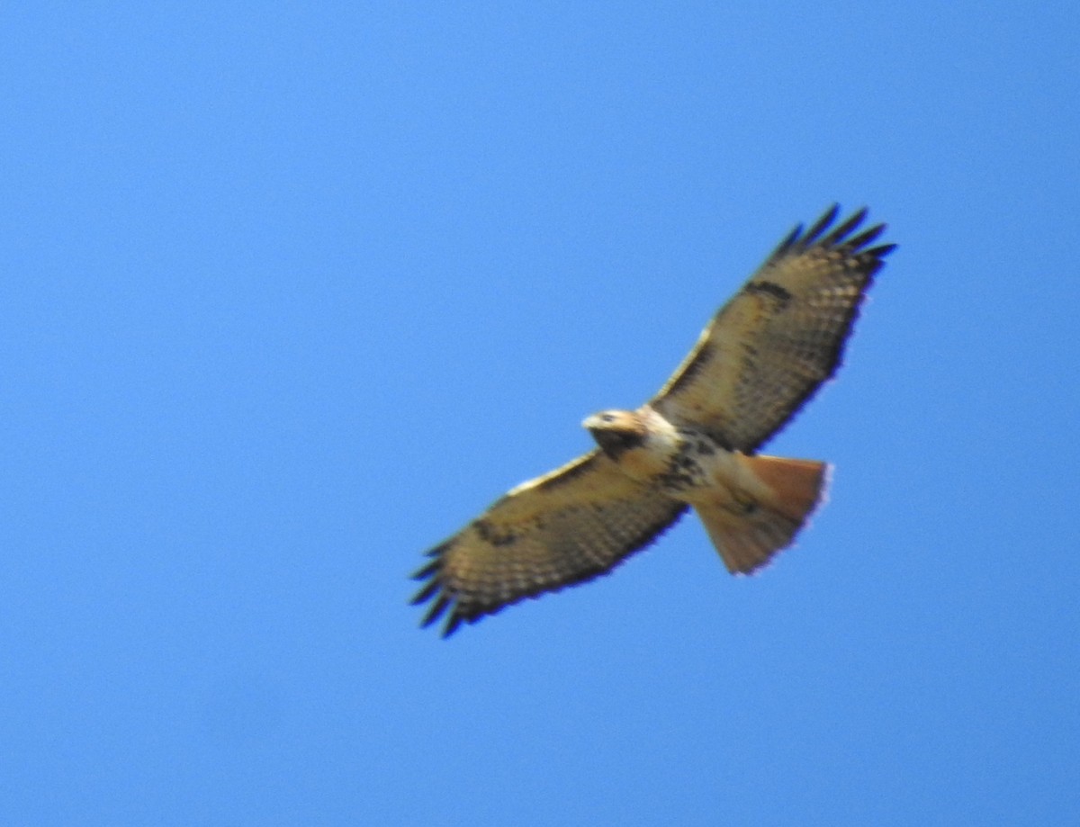 Red-tailed Hawk - ML284553341