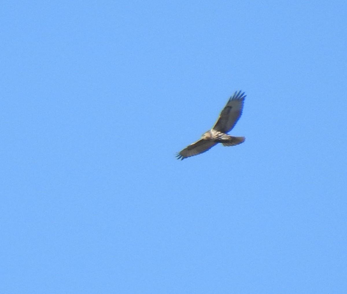 Red-tailed Hawk - ML284553641