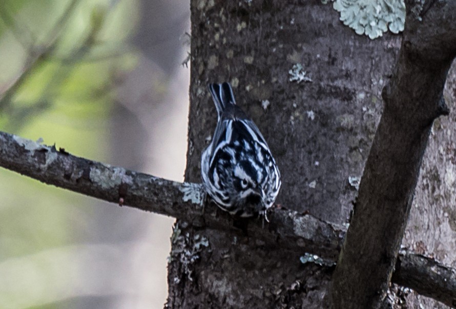 Black-and-white Warbler - Robert O'Connell