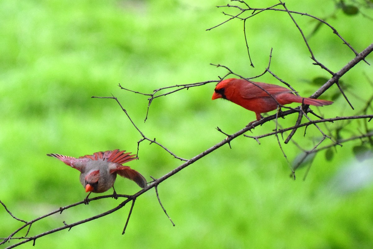 Northern Cardinal - irina shulgina