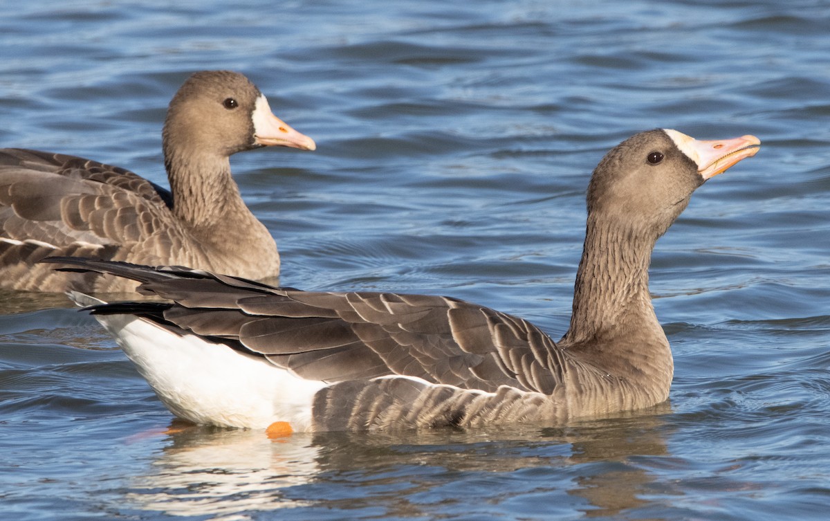 Greater White-fronted Goose - ML284557541