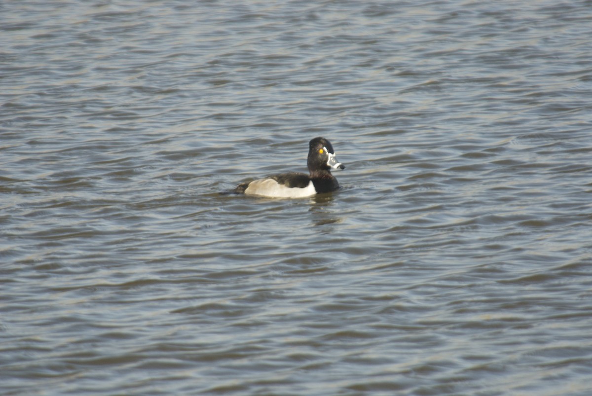 Ring-necked Duck - ML284561761