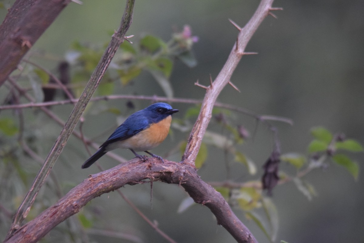 Tickell's Blue Flycatcher - Chinmay Barudwale