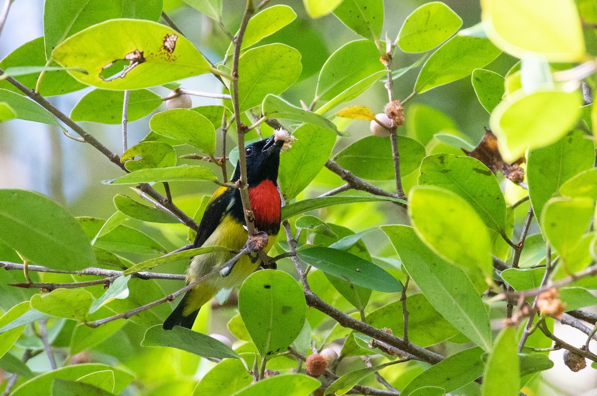 Scarlet-breasted Flowerpecker - ML284572421