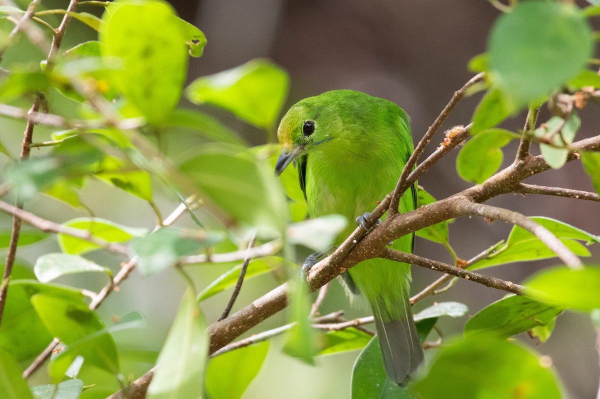 Lesser Green Leafbird - ML284572571