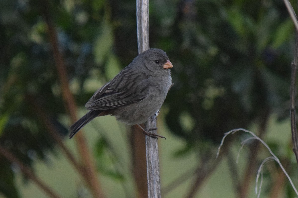 Plain-colored Seedeater - ML284572751