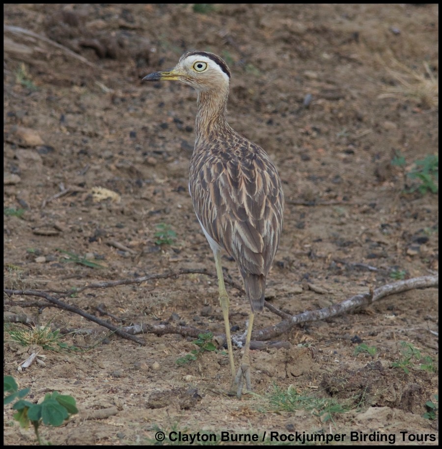 Double-striped Thick-knee - ML284574861