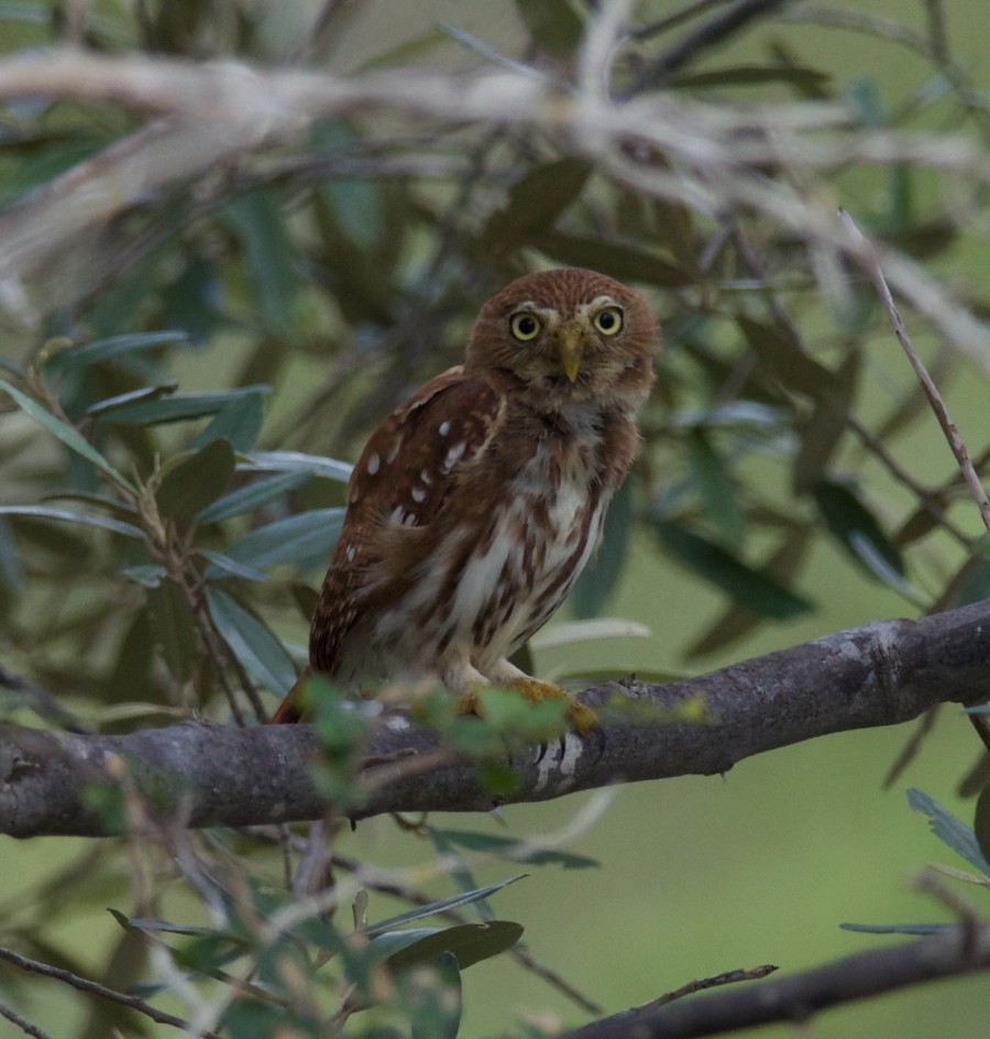 Ferruginous Pygmy-Owl - Clayton Burne