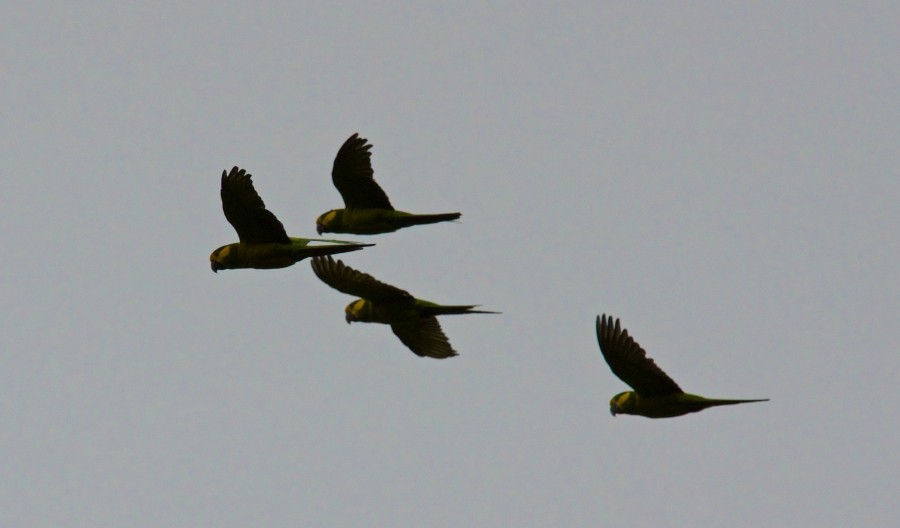 Yellow-eared Parrot - ML284575511