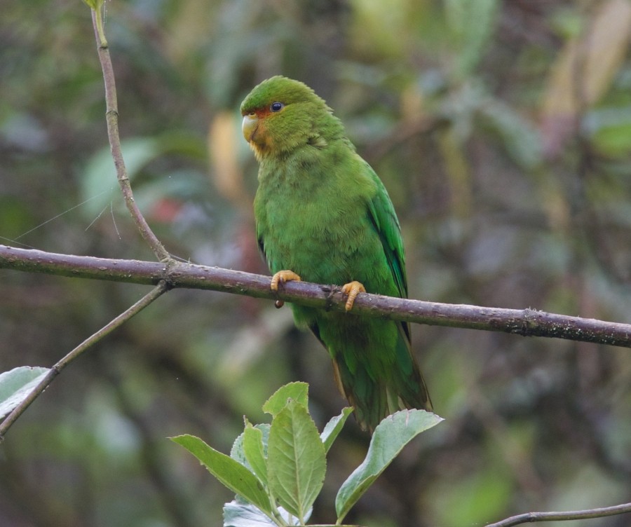 Rufous-fronted Parakeet - Clayton Burne