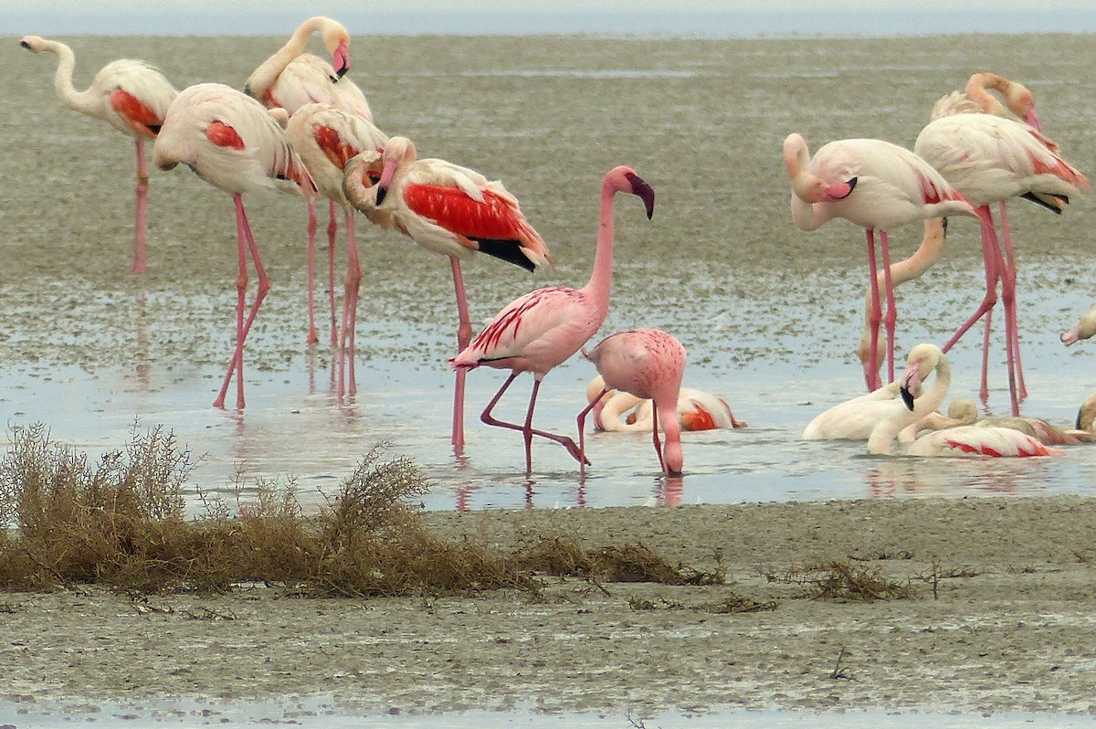 Lesser Flamingo - ML284578631