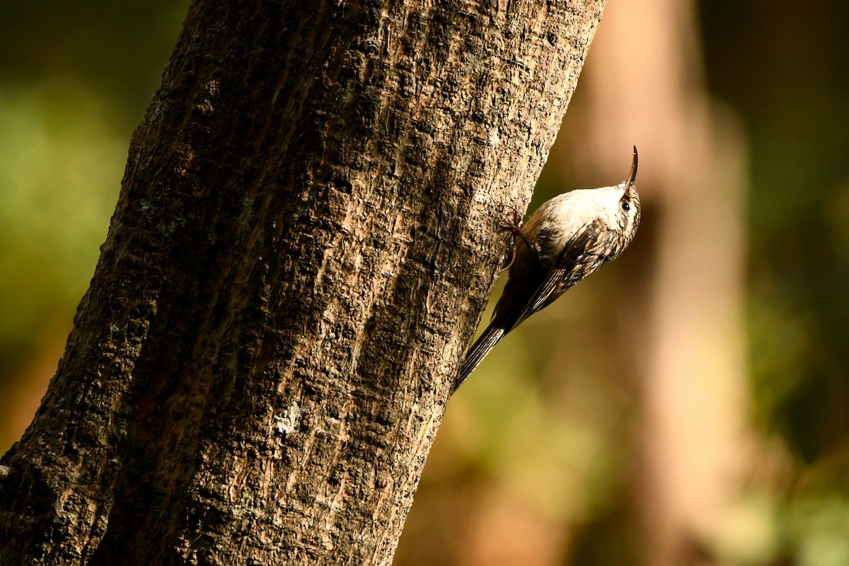 Bar-tailed Treecreeper - Ashwani Sharma