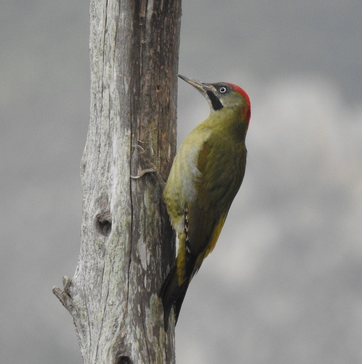 Levaillant's Woodpecker - ML284586071