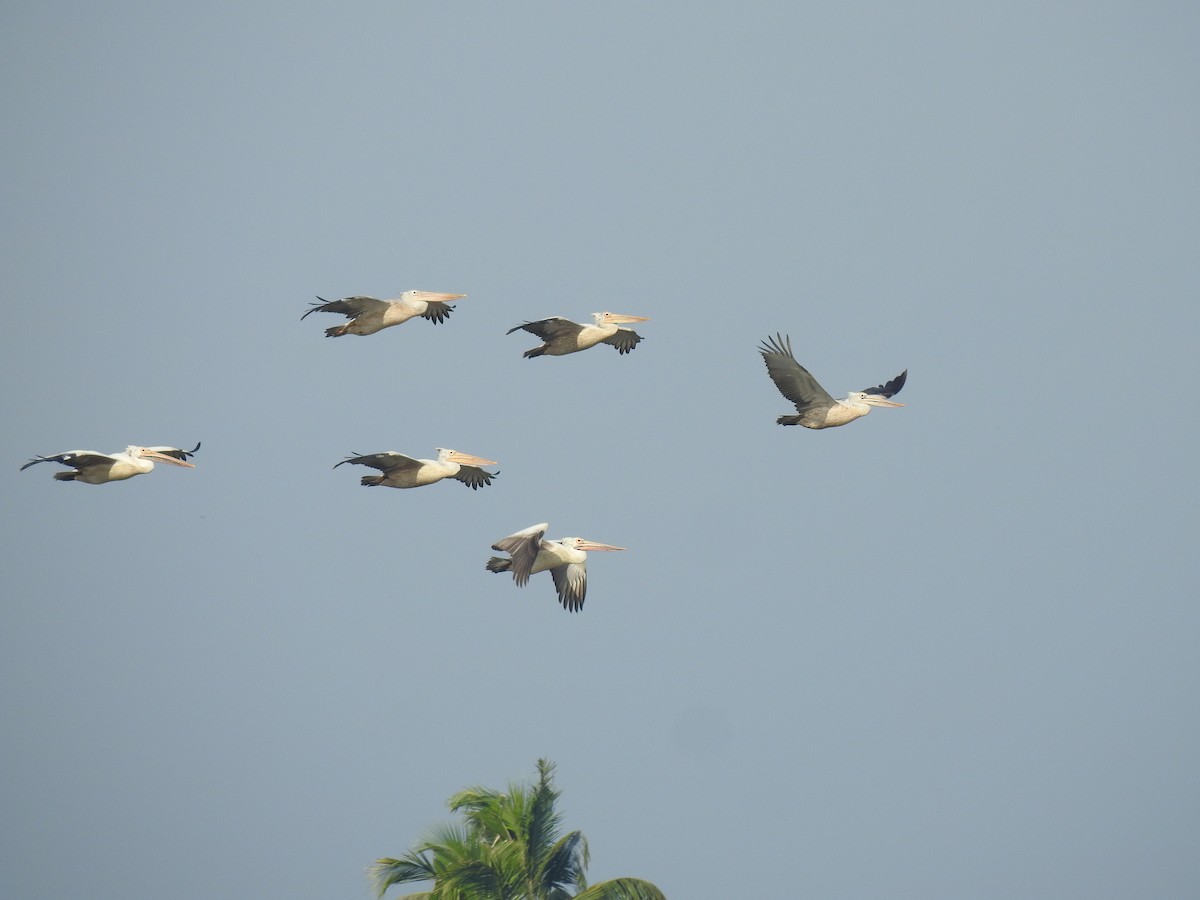 Spot-billed Pelican - Vivek Chandran