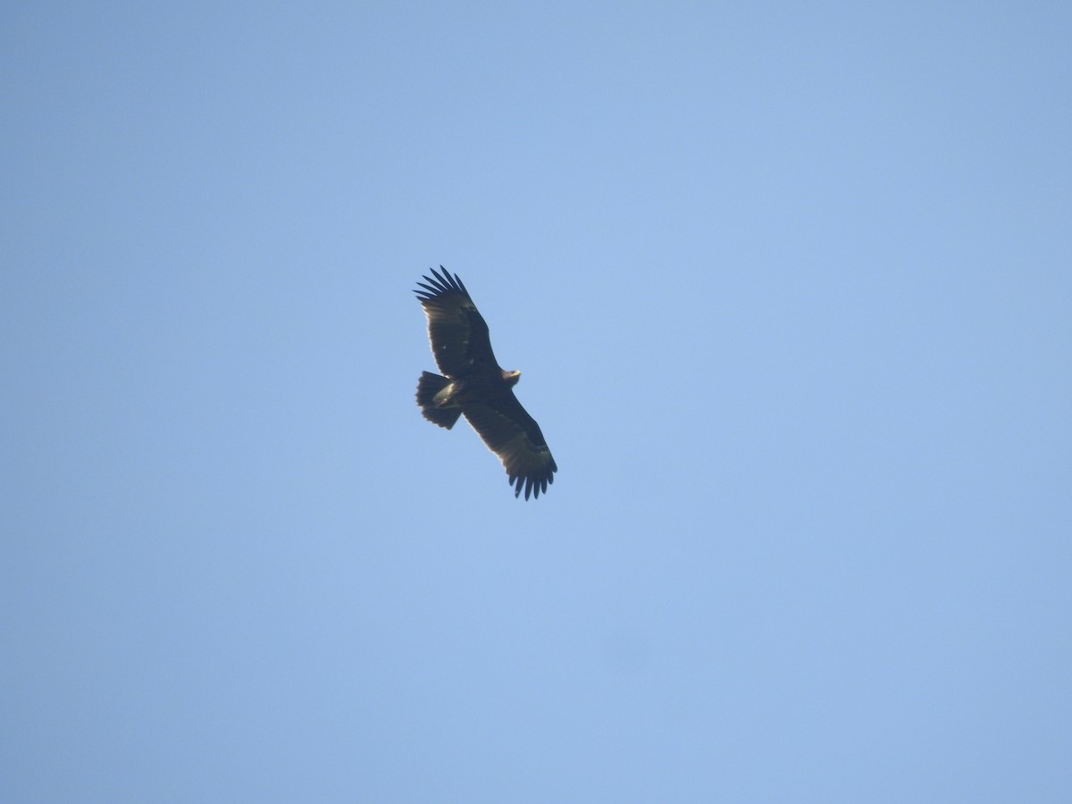 Greater Spotted Eagle - ML284591221