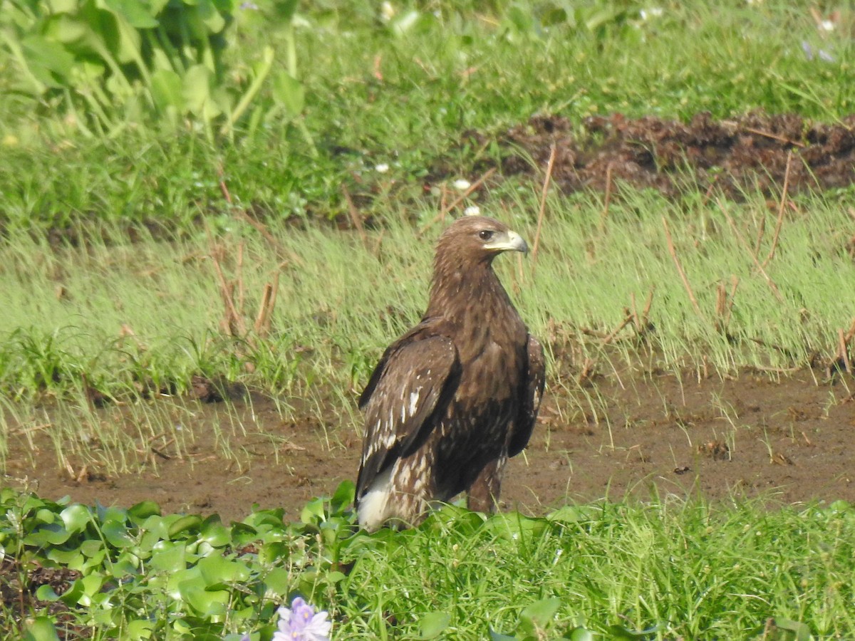 Greater Spotted Eagle - ML284591251