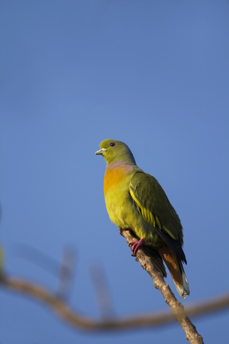 Orange-breasted Green-Pigeon - Vishnu Vinod