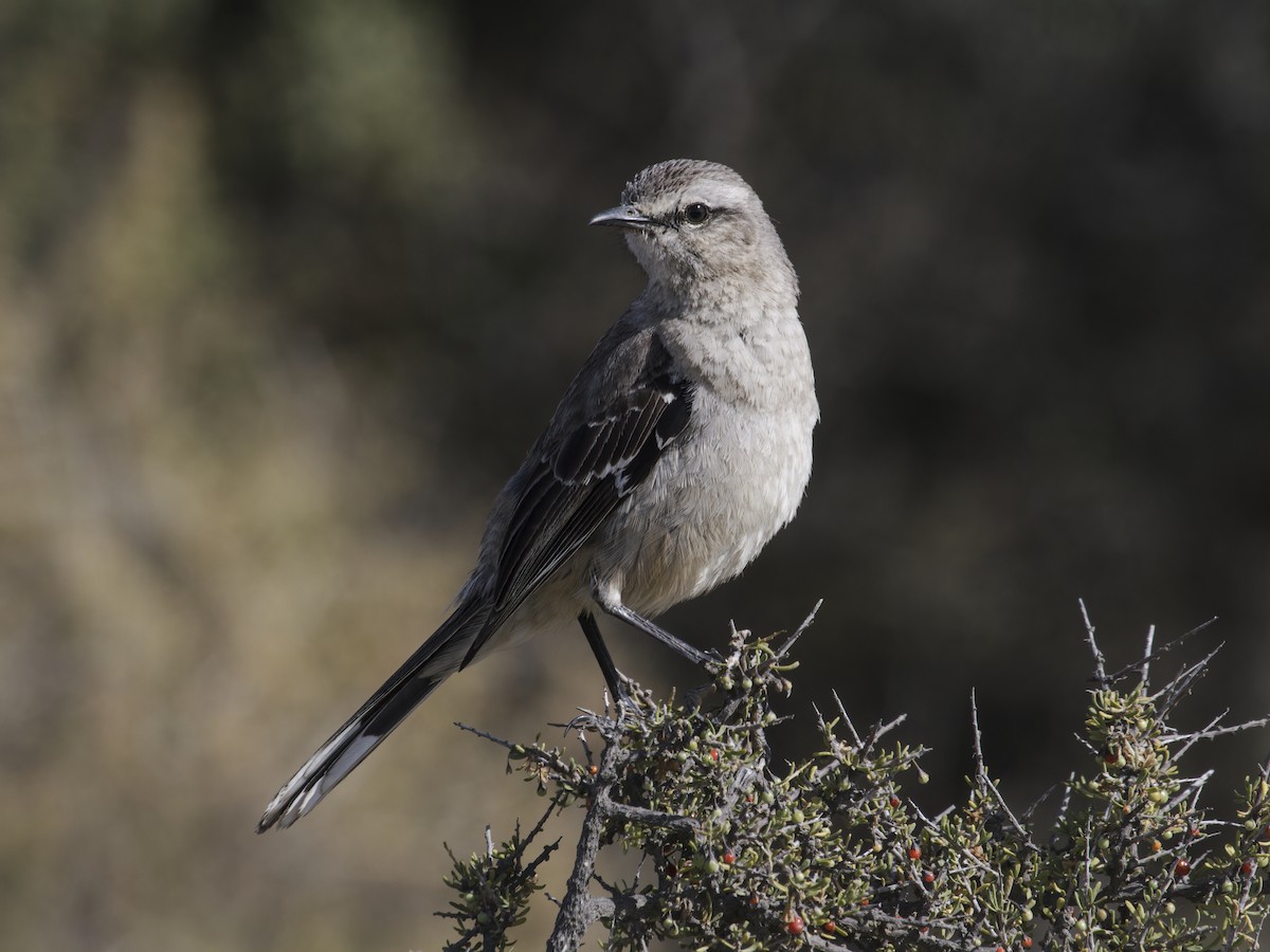 Patagonian Mockingbird - ML284595921