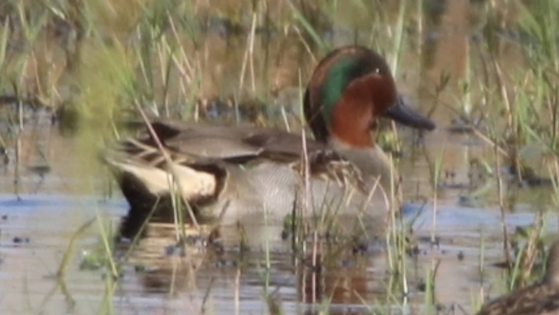 Ebird Caribbean Checklist Nov Punta Gorda Airport Pond