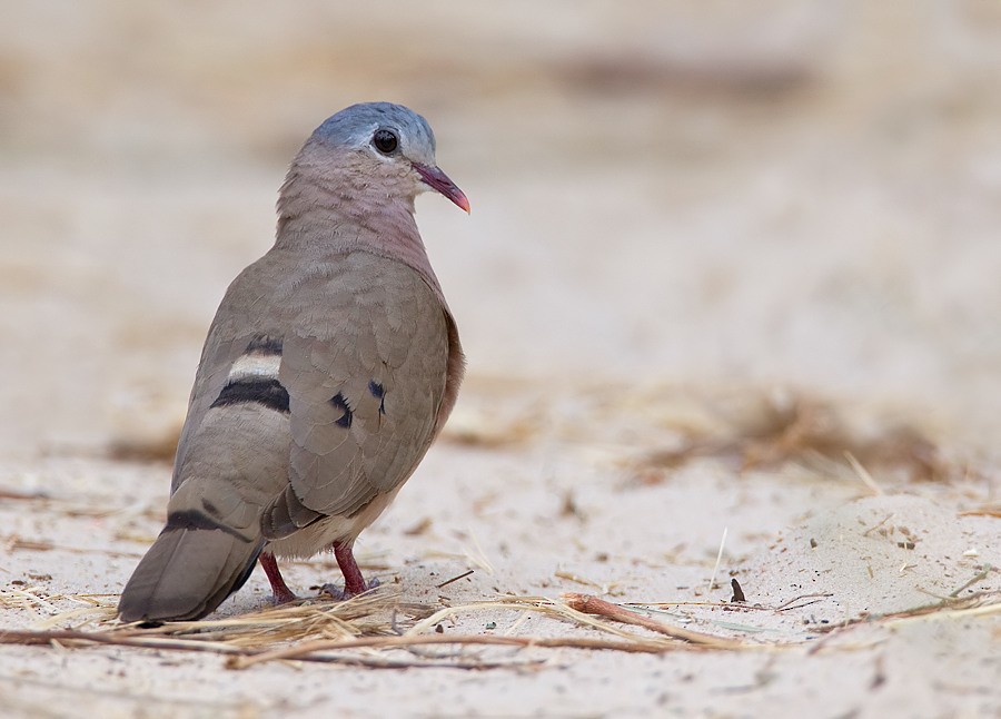 Blue-spotted Wood-Dove - ML284603041