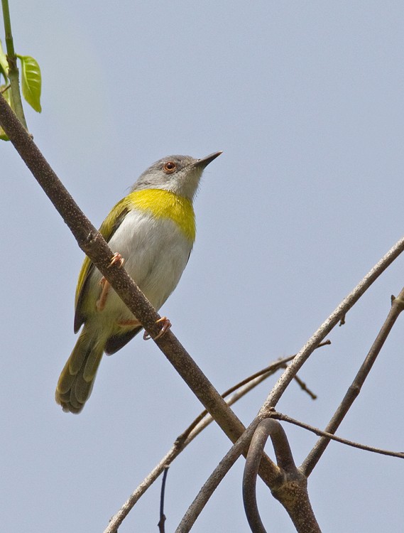 Yellow-breasted Apalis - ML284603361