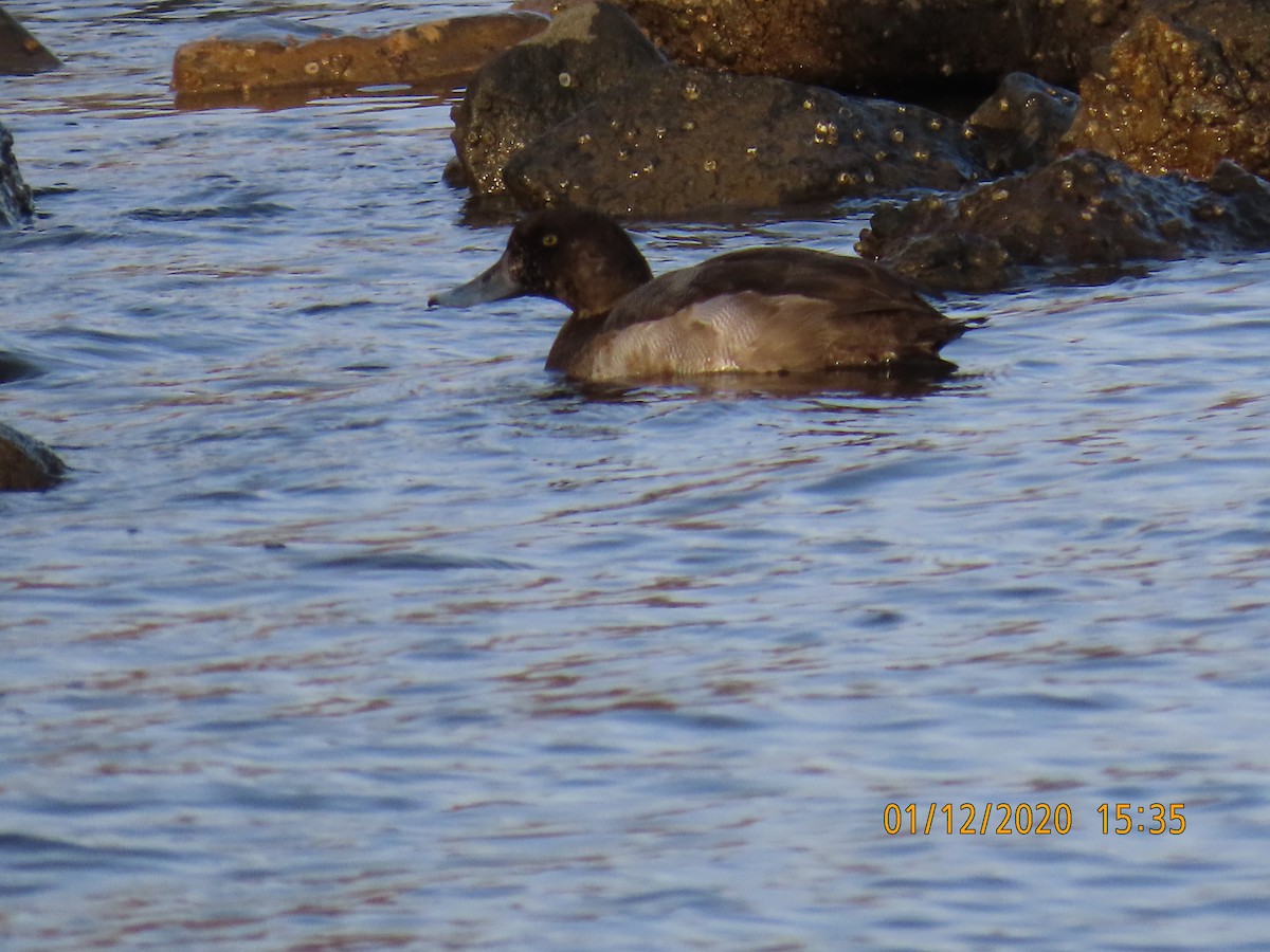 Greater Scaup - ML284603371