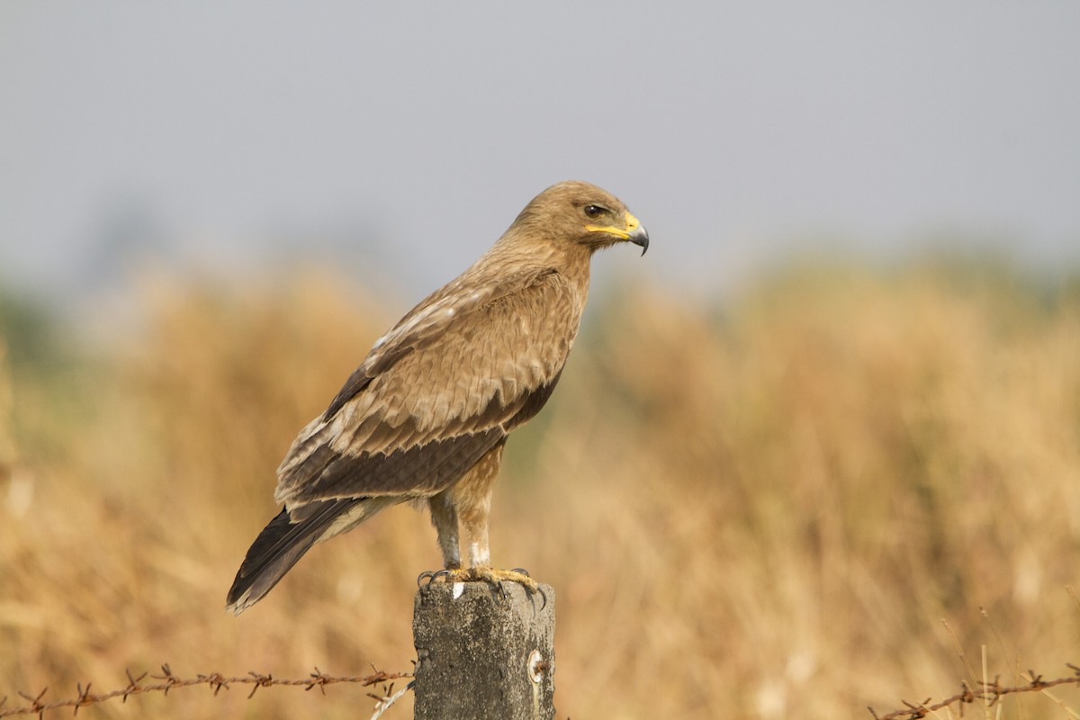 Indian Spotted Eagle - Ramesh Shenai