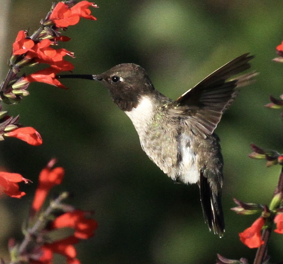Black-chinned Hummingbird - William Matthews