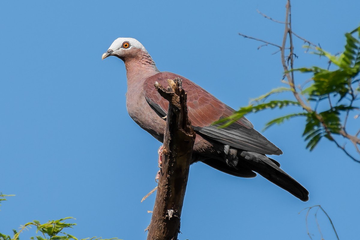 Pale-capped Pigeon - ML284605401