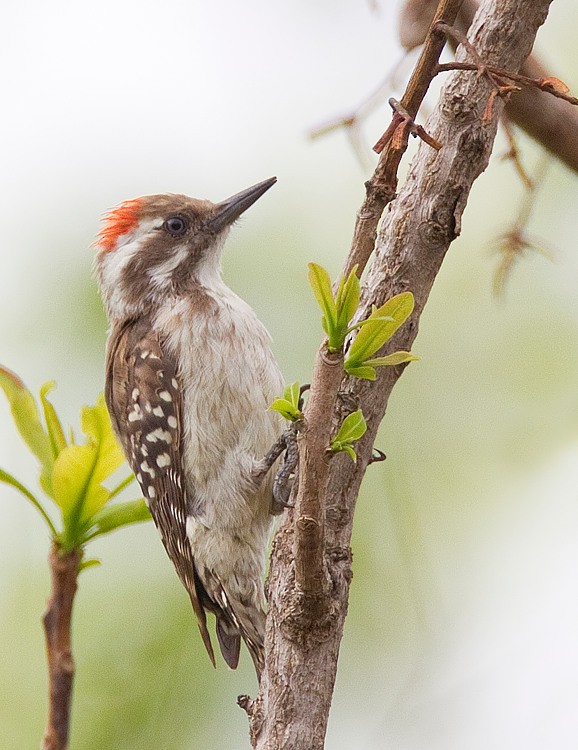 Brown-backed Woodpecker - Paul Cools