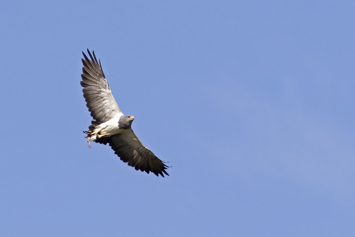 Black-chested Buzzard-Eagle - Caio Brito