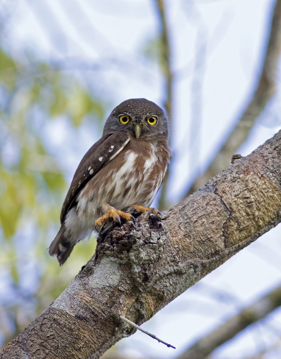 Amazonian Pygmy-Owl - Caio Brito