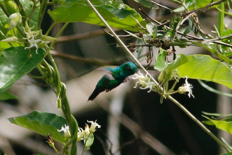 Blue-tailed Emerald - ML284608551