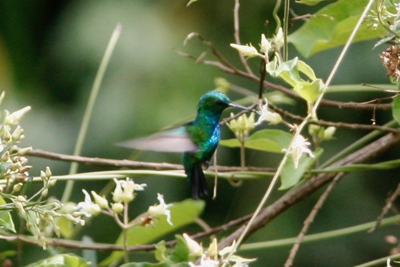 Blue-tailed Emerald - Oscar Johnson