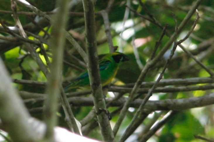 Green-and-gold Tanager - ML284608711