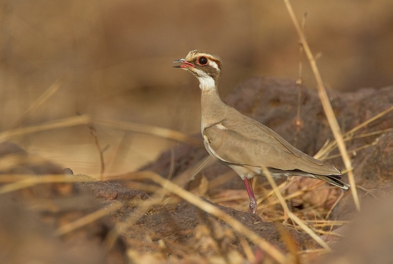 Bronze-winged Courser - Paul Cools