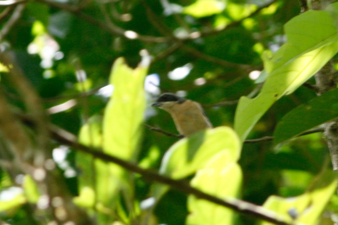 Fawn-breasted Tanager - ML284608761