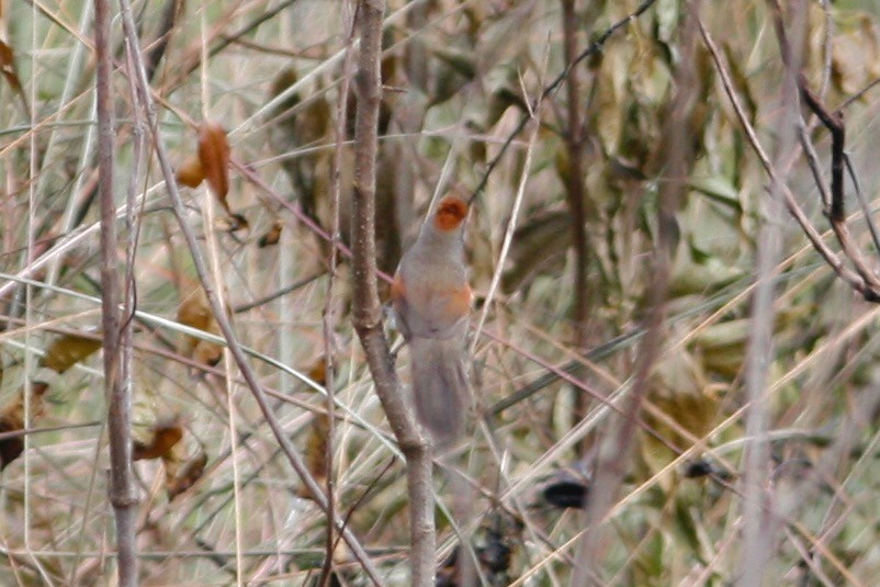 Cinereous-breasted Spinetail - ML284610181