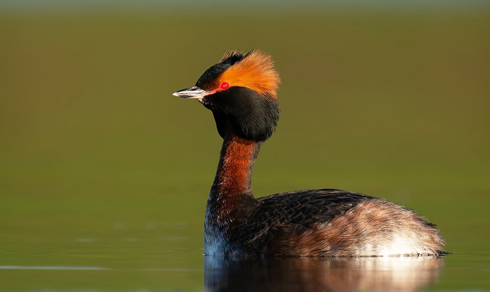 Horned Grebe - Paul Cools