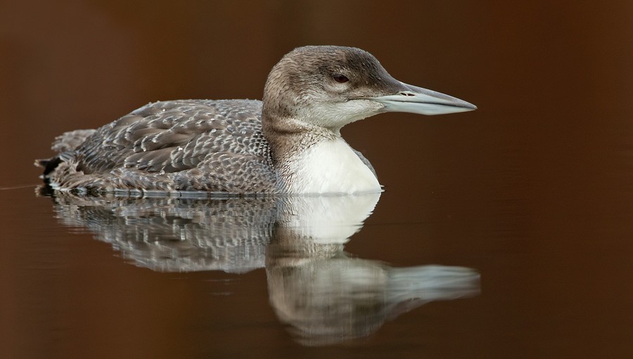 Common Loon - Paul Cools
