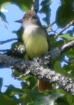 Great Crested Flycatcher - ML28461301