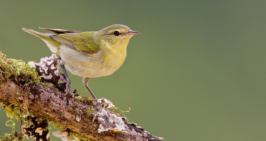 Tennessee Warbler - Paul Cools