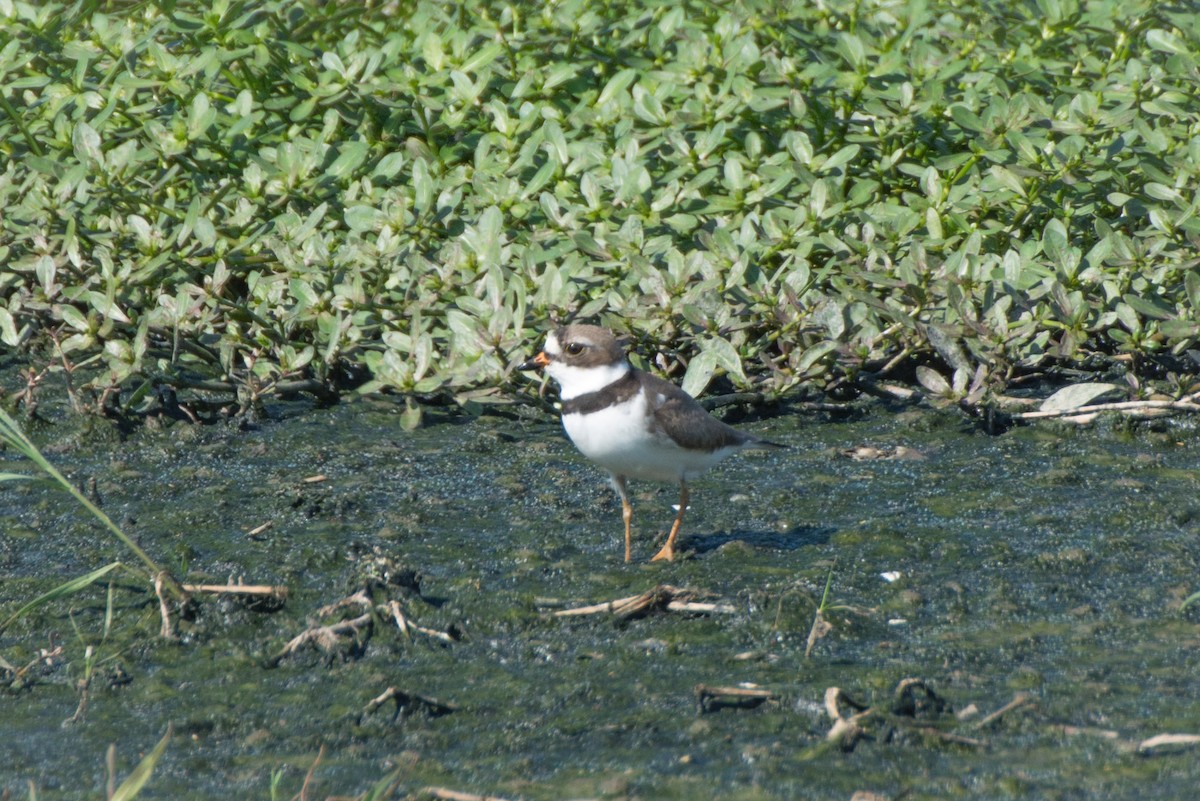 Semipalmated Plover - ML28461631